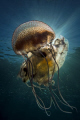After Tramontana ( strong wind from north ) to much reflections to use the strobe. But natural light makes the jelly ( pelagia noctiluca ) not ugly. :) 